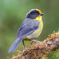 Pale-naped Brushfinch